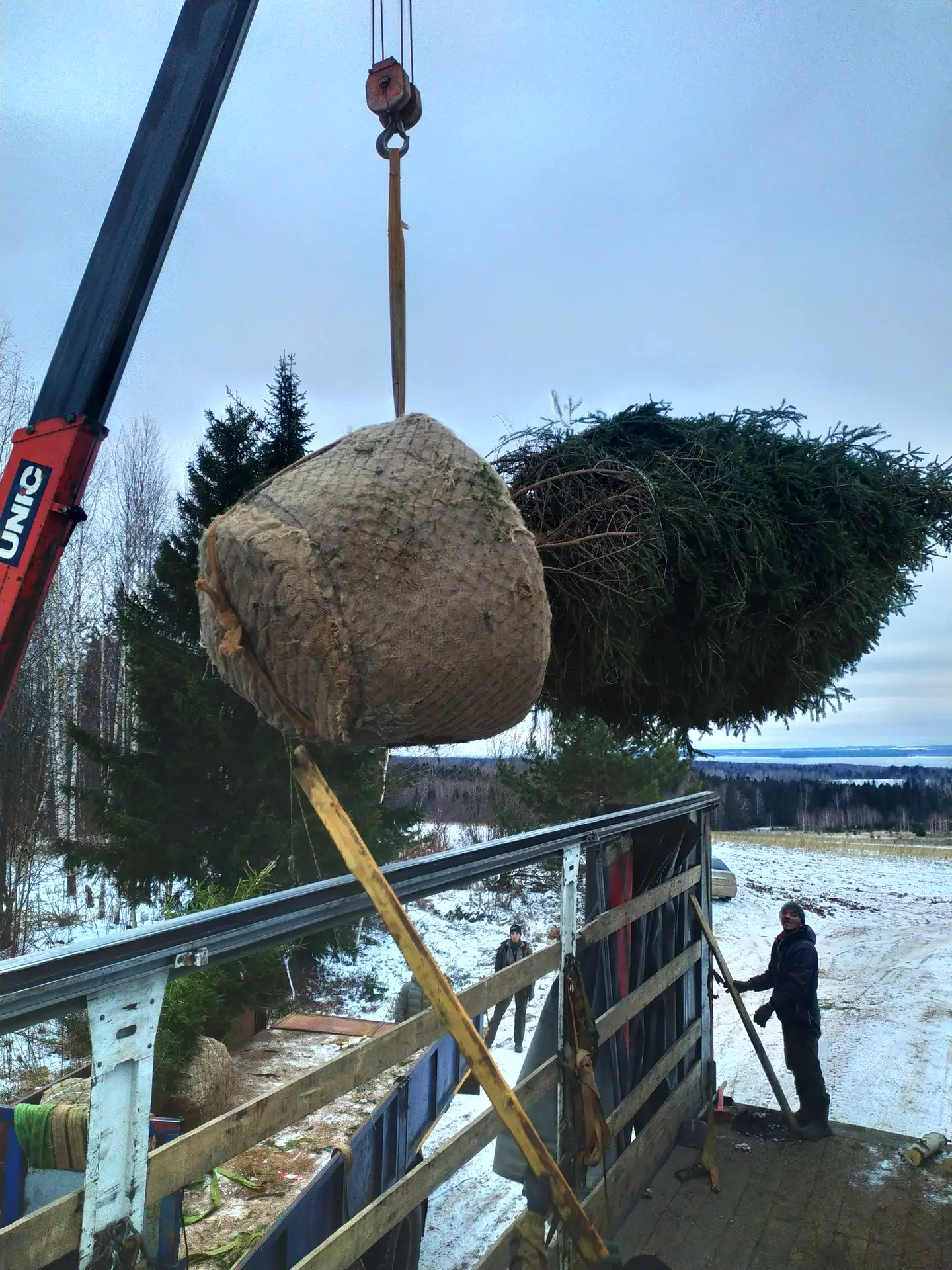 Посадка дерева